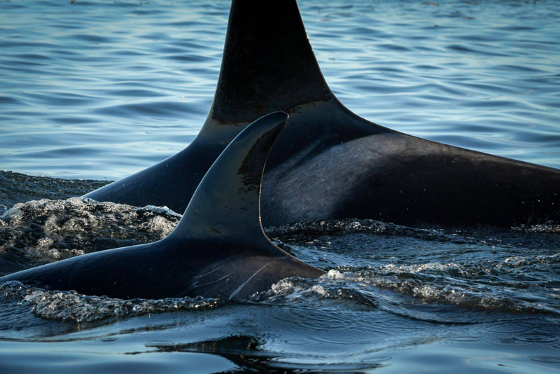 Scarlet swimming near her mom.
